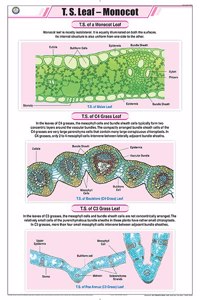 Teachingnest | T.S. Leaf - Monocot Chart (58X90Cm) | Botany Chart | English | Wall Hanging