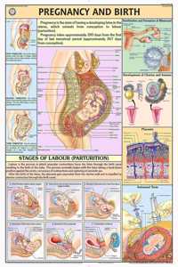 Teachingnest | Pregnancy & Birth Chart 70X100 Cm | English | Human Physiology Chart | Synthetic | Wall Sticking