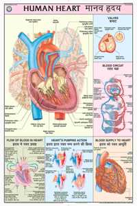 Teachingnest | Human Heart Chart 70X100 Cm | English & Hindi Combined | Human Physiology Chart | Laminated | Wall Sticking