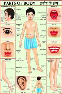 Parts Of Body Chart | Laminated | 70 X 100Cm | Extremely Useful For Kids Learning