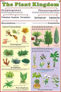 Plant Kingdom Chart