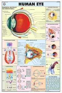 Teachingnest | Human Eye Chart 70X100 Cm | English | Human Physiology Chart | Synthetic | Wall Sticking