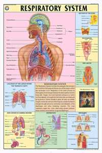 Teachingnest | The Respiratory System Chart 70X100 Cm | English | Human Physiology Chart | Synthetic | Wall Sticking