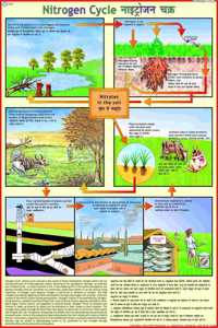 Nitrogen Cycle Chart