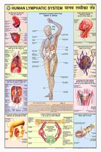 Teachingnest | Lymphatic System Chart 70X100 Cm | English & Hindi Combined | Human Physiology Chart | Laminated | Wall Sticking