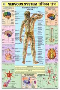 Teachingnest | Nervous System Chart 70X100 Cm | English & Hindi Combined | Human Physiology Chart | Laminated | Wall Sticking
