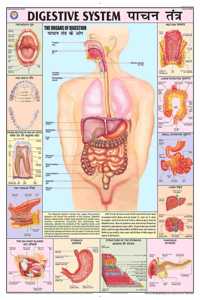 Teachingnest | Digestive System Chart 70X100 Cm | English & Hindi Combined | Human Physiology Chart | Laminated | Wall Sticking