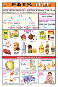 Teachingnest | Fats Chart (70X100Cm) | Food And Nutrition Chart | Wall Sticking | English - Hindi Combined