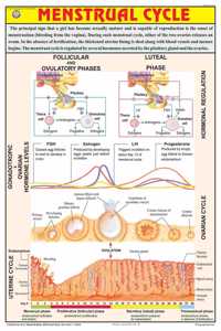 Teachingnest | Menstrual Cycle Chart 70X100 Cm | English | Human Physiology Chart | Synthetic | Wall Sticking