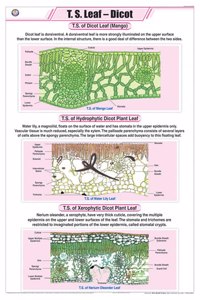 Teachingnest | T.S. Leaf - Dicot Chart (58X90Cm) | Botany Chart | English | Wall Hanging