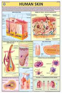 Teachingnest | Human Skin Chart 70X100 Cm | English | Human Physiology Chart | Synthetic | Wall Sticking