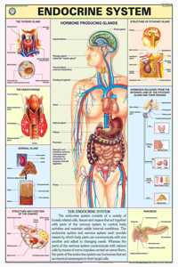 Teachingnest | Endocrine System Chart 70X100 Cm | English | Human Physiology Chart | Synthetic | Wall Sticking
