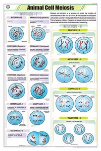 Teachingnest | Animal Cell Meiosis Chart (58X90Cm) | Zoology Chart | English | Wall Hanging