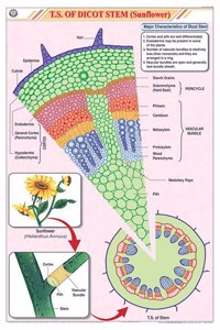 Teachingnest | T.S. Dicot Stem (Sunflower) Chart (58X90Cm) | Botany Chart | English | Wall Hanging