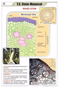 Teachingnest | T.S. Stem - Monocot Chart (58X90Cm) | Botany Chart | English | Wall Hanging