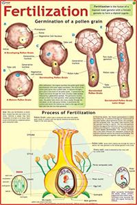 Fertilization In Plants Chart