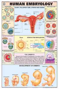 Teachingnest | Human Embryology Chart 70X100 Cm | English | Human Physiology Chart | Synthetic | Wall Sticking