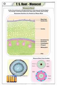 Teachingnest | T.S. Root - Monocot Chart (58X90Cm) | Botany Chart | English | Wall Hanging