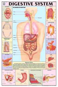 Teachingnest | Digestive System Chart 70X100 Cm | English | Human Physiology Chart | Synthetic | Wall Sticking