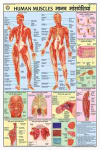 Teachingnest | Human Muscles Chart 70X100 Cm | English & Hindi Combined | Human Physiology Chart | Laminated | Wall Sticking