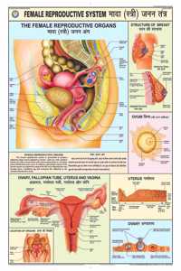 Teachingnest | Reproductive System (Female) Chart 70X100 Cm | English & Hindi Combined | Human Physiology Chart | Laminated | Wall Sticking