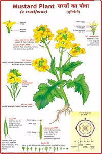 Mustard Plant Chart