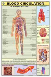 Teachingnest | Blood Circulation Chart 70X100 Cm | English | Human Physiology Chart | Synthetic | Wall Sticking