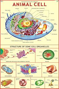 Animal Cell Chart
