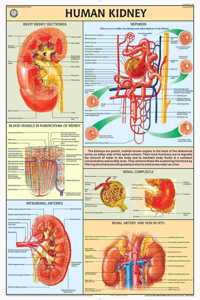 Teachingnest | Human Kidney Chart 70X100 Cm | English | Human Physiology Chart | Synthetic | Wall Sticking