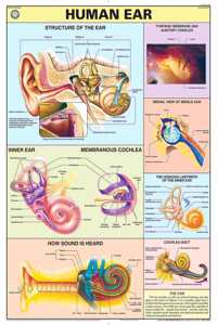 Teachingnest | Human Ear Chart 70X100 Cm | English | Human Physiology Chart | Synthetic | Wall Sticking