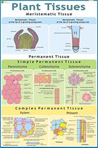 Plant Tissue Chart