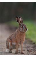 Mountain Hare Journal: 150 Page Lined Notebook/Diary