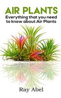 Air Plants