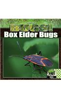 Box Elder Bugs
