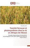 Toxicite Ferreuse Et Photosynthese Chez Le Riz En Afrique de L'Ouest