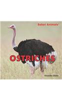 Ostriches