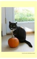 Cat with pumpkin 2014 Weekly Calendar