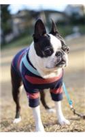 Boston Bull Dog in a Striped Sweater Pet Journal: 150 Page Lined Notebook/Diary