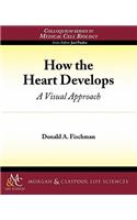 How the Heart Develops