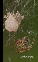 Spider Eggs
