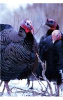2019 Weekly Planner Winter Theme Wild Turkeys 134 Pages: (Notebook, Diary, Blank Book)(2019 Planners Calendars Organizers Datebooks Appointment Books Agendas)