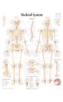 Skeletal System Paper Poster: Wall Chart(English)