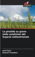 piralide su grano nelle condizioni del Gujarat settentrionale