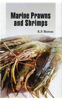 Marine Prawns And Shrimps