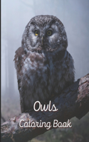 Owl Coloring Book