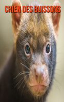 Chien des Buissons