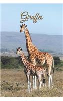 Giraffes