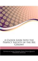 A Closer Look Into the Perfect Society of the Bee Colony