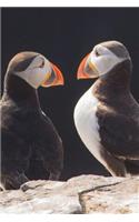 Puffins on the Farne Islands, England UK Journal: 150 page lined notebook/diary