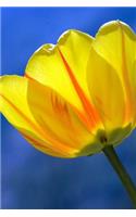 Close-Up of a Yellow Tulip Journal: 150 Page Lined Notebook/Diary